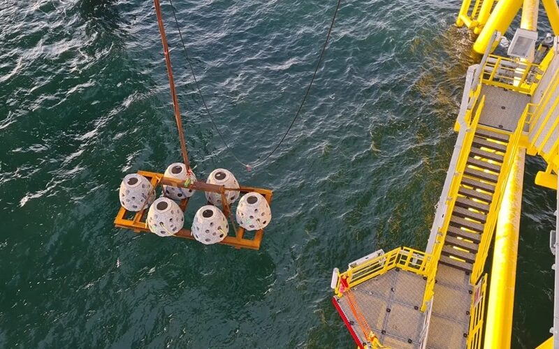 TenneT places artificial reefs near offshore platform Hollandse Kust (west Alpha) TenneT places artificial reefs near offshore platform Hollandse Kust (west Alpha)