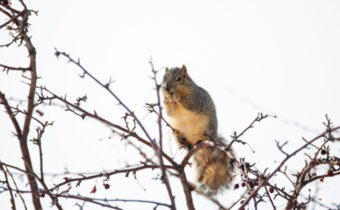 Squirrels inside substation cause power outage