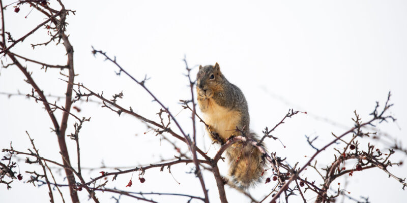 Squirrels inside substation cause power outage Squirrels inside substation cause power outage