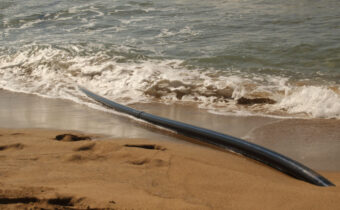 Prysmian completes cables manufacturing for Egypt-Saudi Arabia interconnector