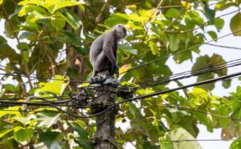 Sri Lanka blackout blamed on monkey