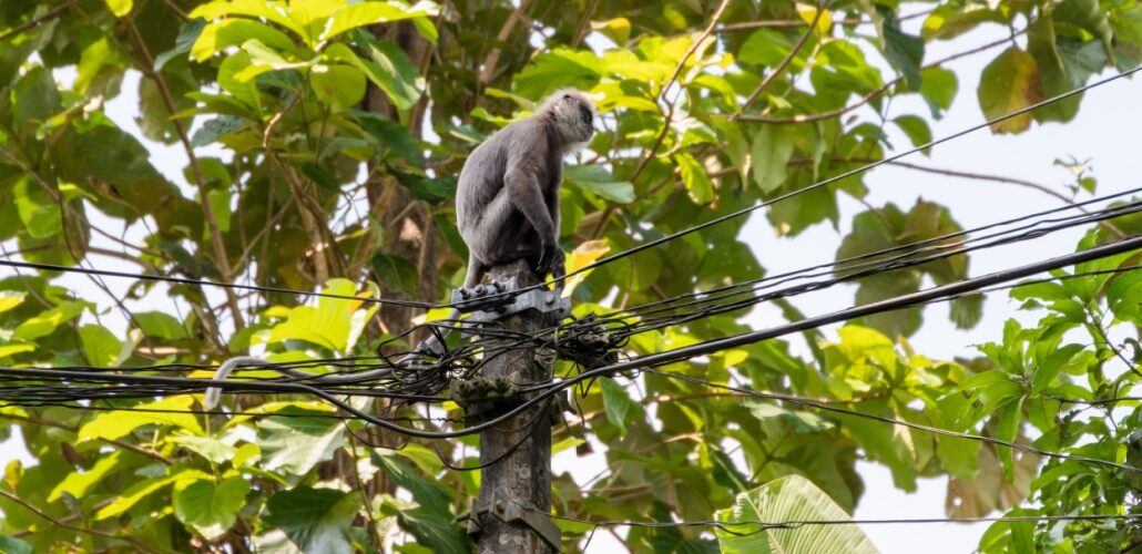 Sri Lanka blackout blamed on monkey Sri Lanka blackout blamed on monkey