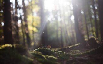 Siemens Mitsubishi nature