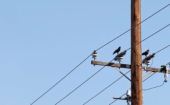TE Connectivity wildlife and asset protection