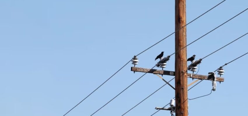 TE Connectivity offers tools for preventing animal-related fires TE Connectivity wildlife and asset protection