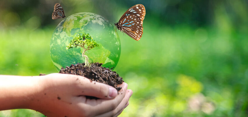 Transgrid activates an innovative approach to biodiversity management on its major transmission projects