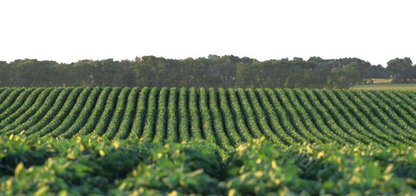 Cargill to commercialise vegetable-oil-filled transformers aa5045f13216477abf2a0e16a08acd59