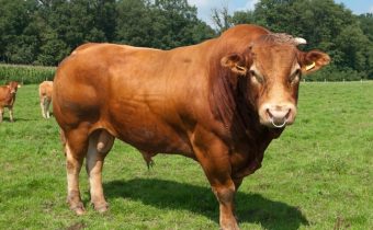 bull