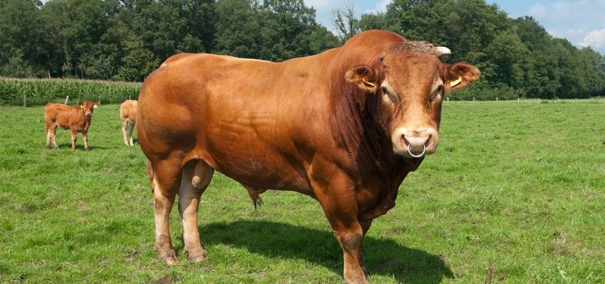 Bull knocks off transformer box, cuts power to 800 homes bull