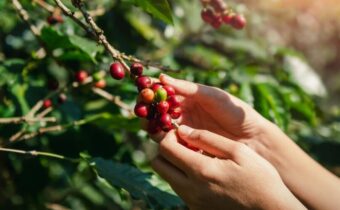 coffee_Shutterstock_2268747927