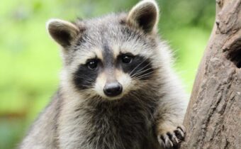 raccoon