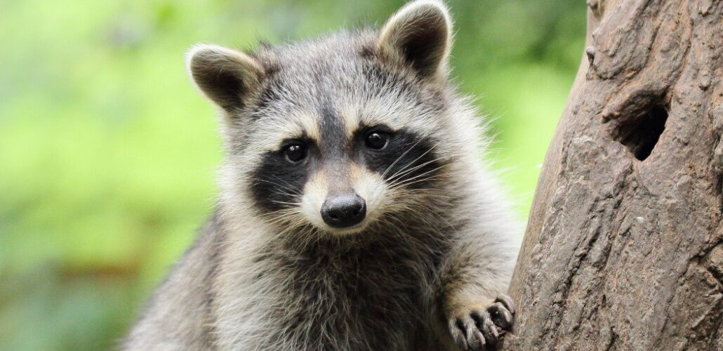 Raccoon sparks power outage but miraculously survives raccoon