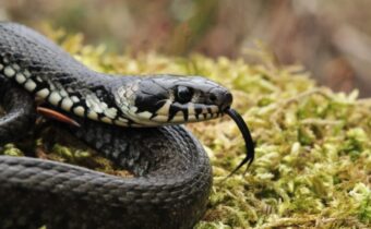 snake_Shutterstock_1360760723