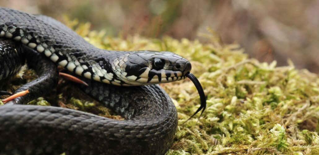 Snake causes power outage in North Carolina snake_Shutterstock_1360760723