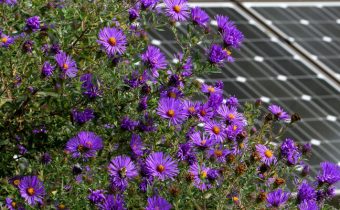 solar, flowers Kenya