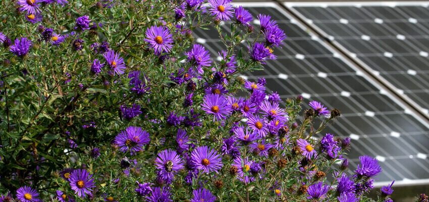 肯尼亚的花朵在太阳能农场绽放 solar, flowers Kenya