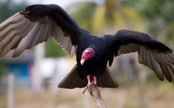 turkey vulture