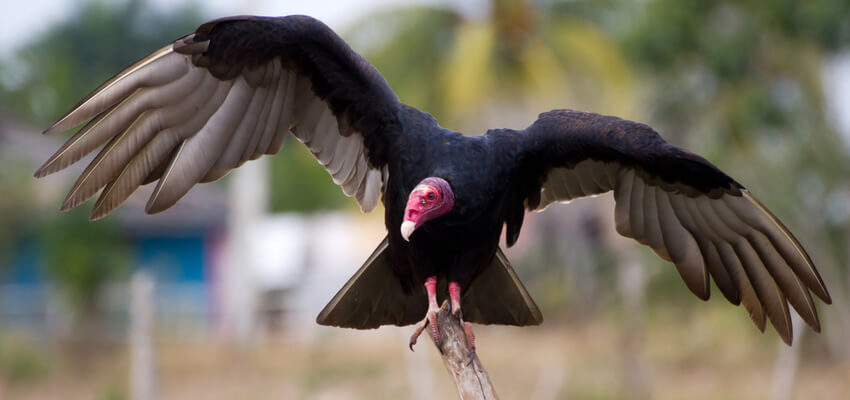 Lingle变电站升级减轻野生动物问题 turkey vulture